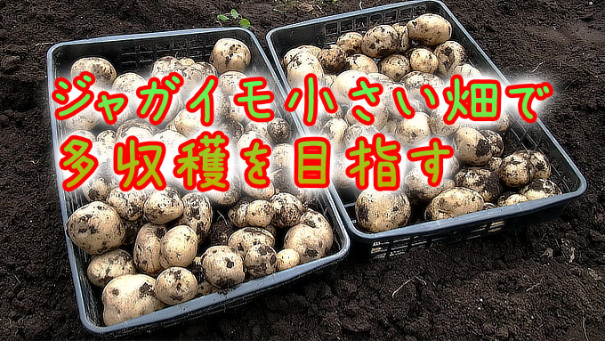 ジャガイモ収穫
