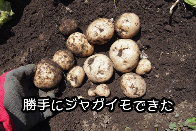 自然に育ったジャガイモ