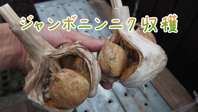 ジャンボにんにく収穫
