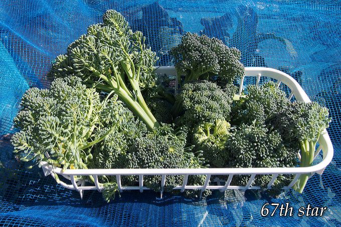 ブロッコリー収穫