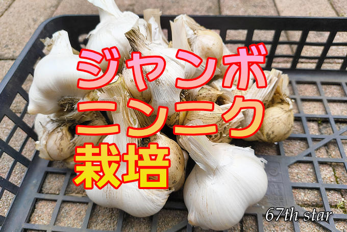 ジャンボニンニク栽培