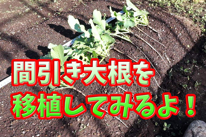 間引き大根を移植してみる